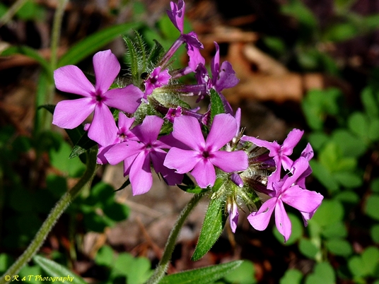 {Phlox amoena}